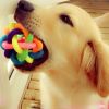 Pet Dog Puppy Cat Colorful Rubber Training Chew Ball Small Bell Squeaky Sound Play Toy Dog Bite Resistant Ball Dog Accessories