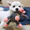 Dog Squeaks Toys; Plush Chewing Toys; Puppy Chewing Toys; Cute Animal Shaped Toys For Dogs